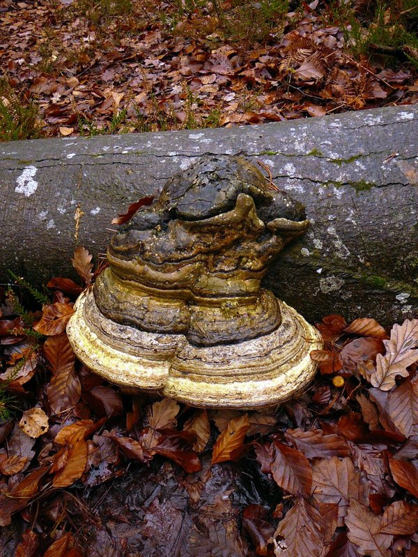 Polypore